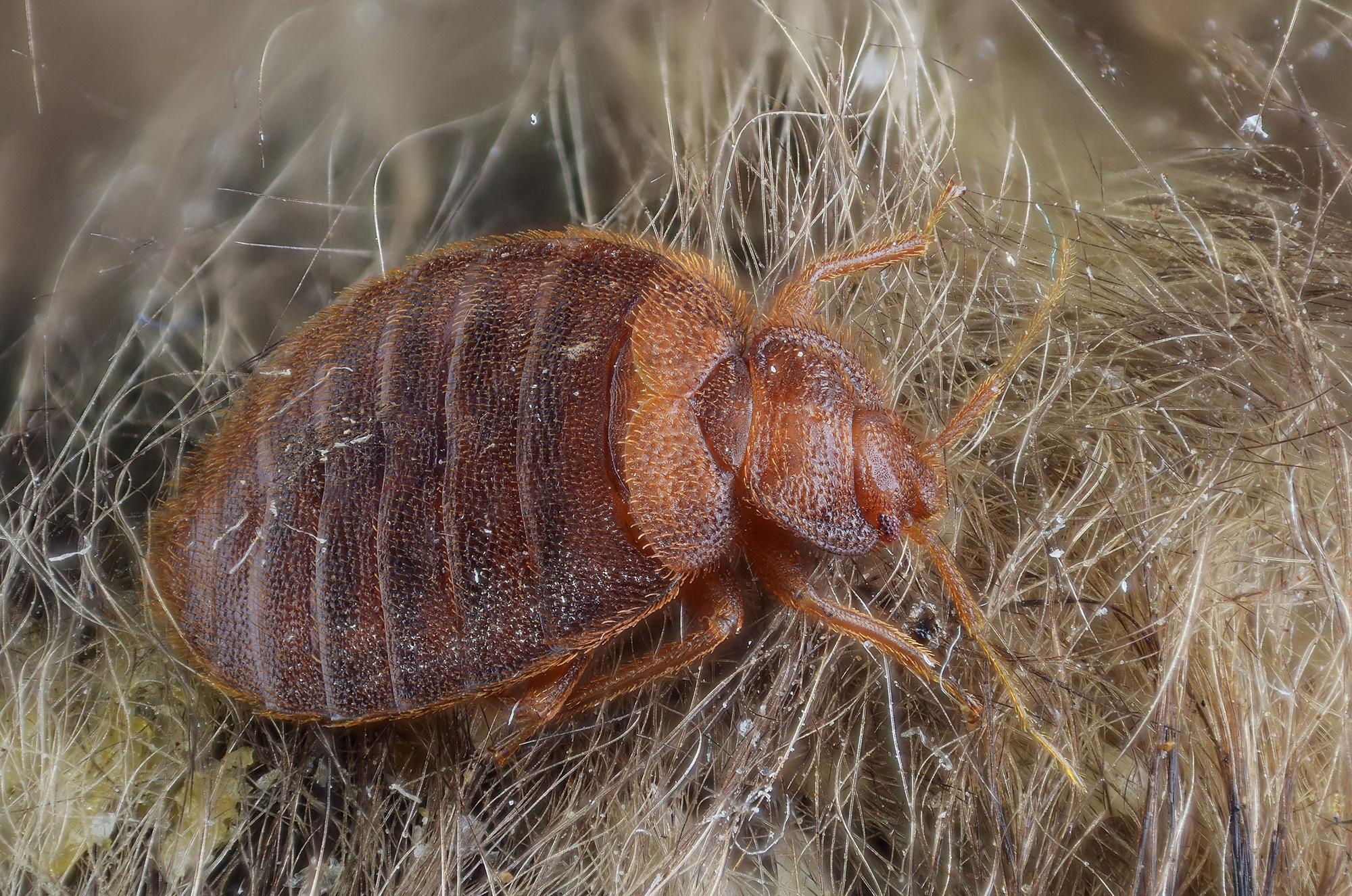 bed bug bugs adult female bat cimex lectularius hosts fur its guide