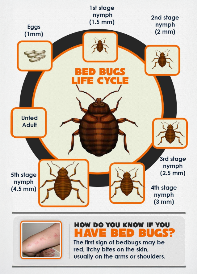Bed bug life cycle diagram showing how to get rid of them at all stages
