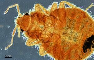 Microscope picture of an adult bed bug