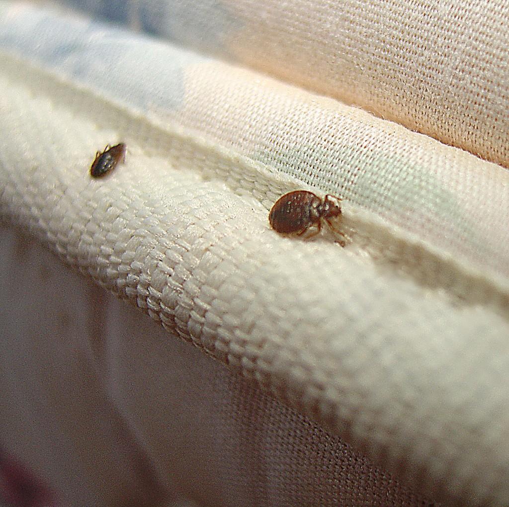 How Long Do Bed Bugs Live? - Bed Bug Guide