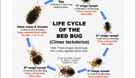 3 Things You Didn't Know About Bed Bugs - Bed Bug Guide