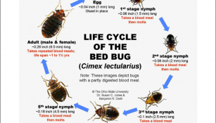 America’s Top Ten Most Bed Bug Infested Cities - Bed Bug Guide