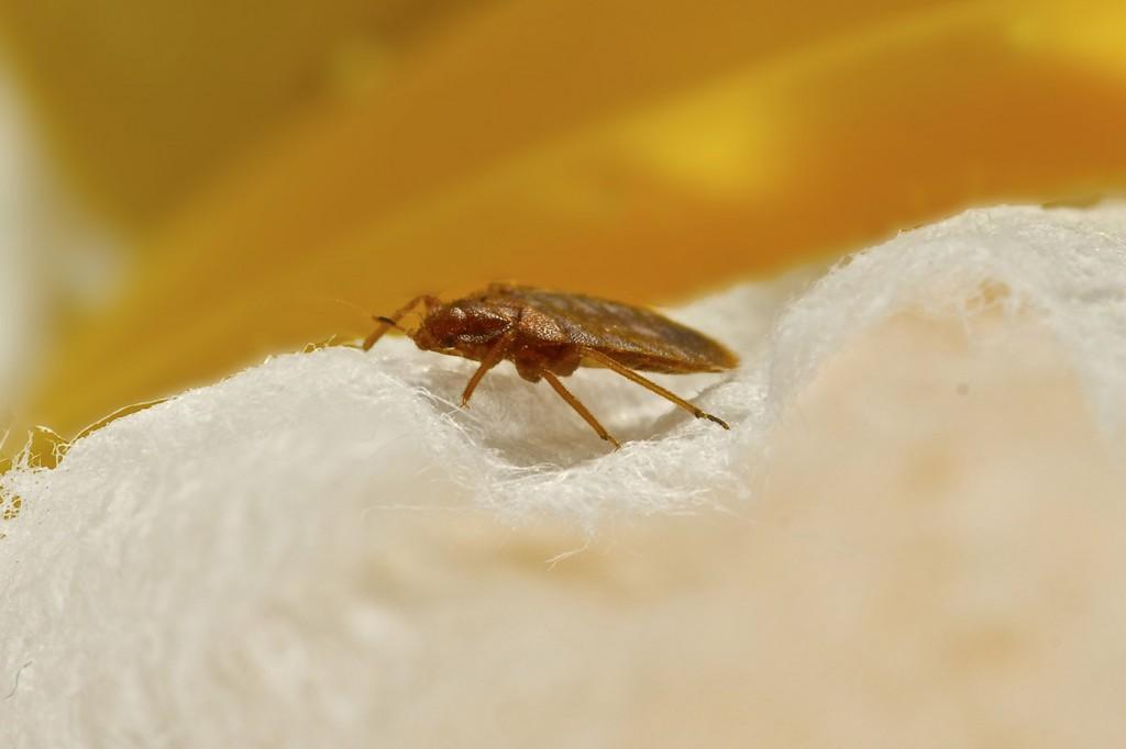 How Do Bed Bugs Spread? Bed Bug Guide