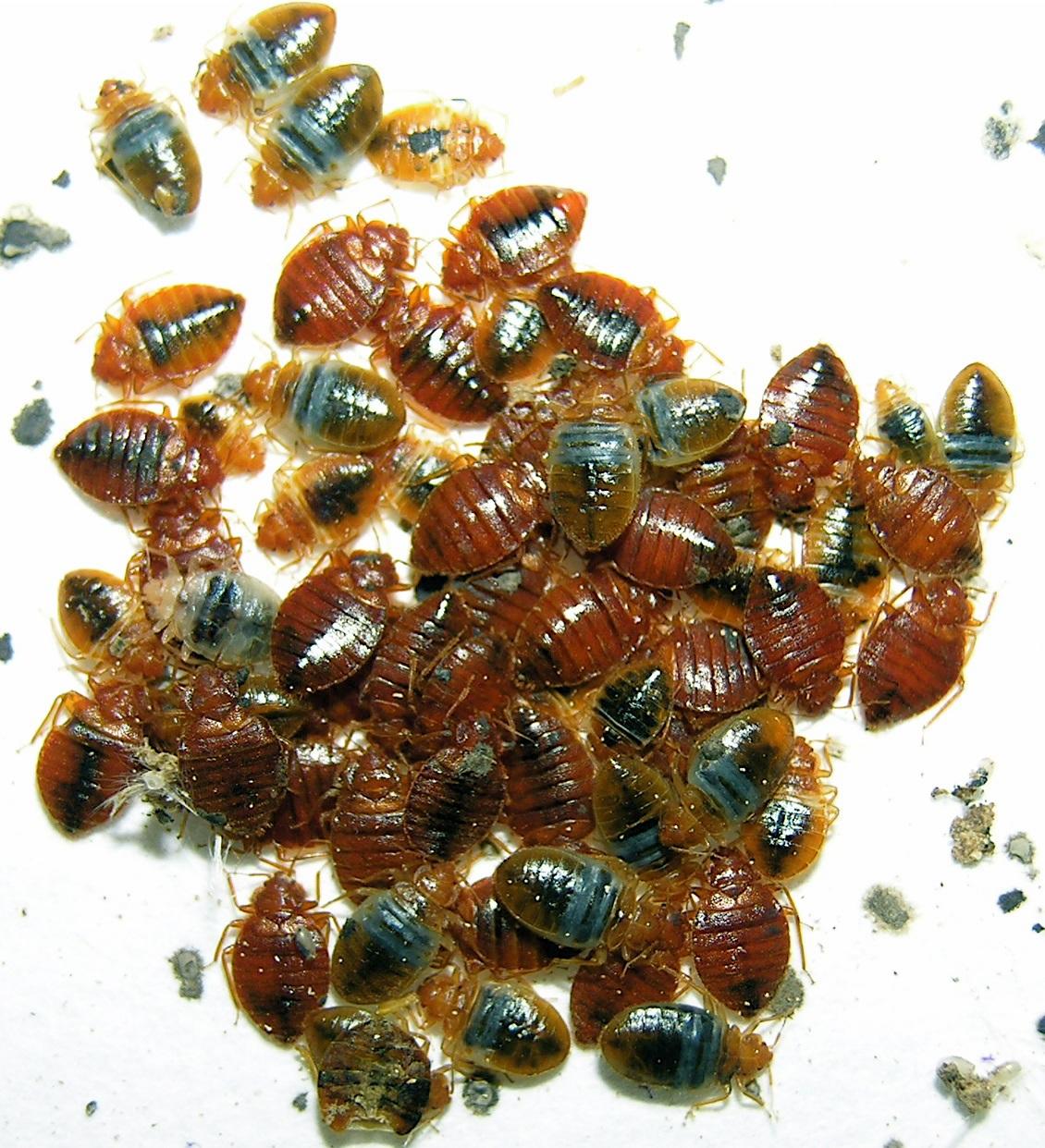 The Worst Bed Bug Infestation Caught On Video Part 1 Bed Bug Guide