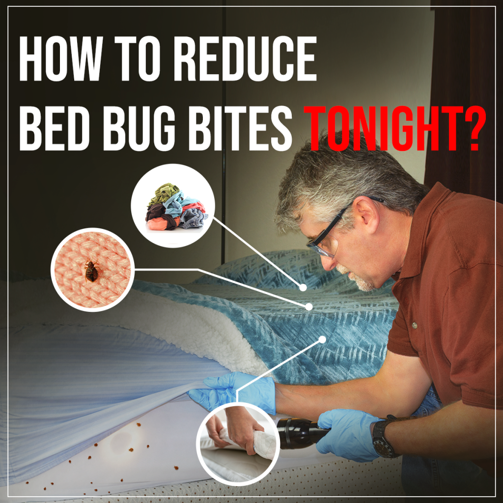 7 Crazy Facts About Bed Bugs - Infographic - Bed Bug Guide