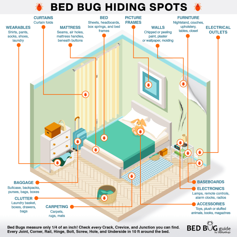 bed-bug