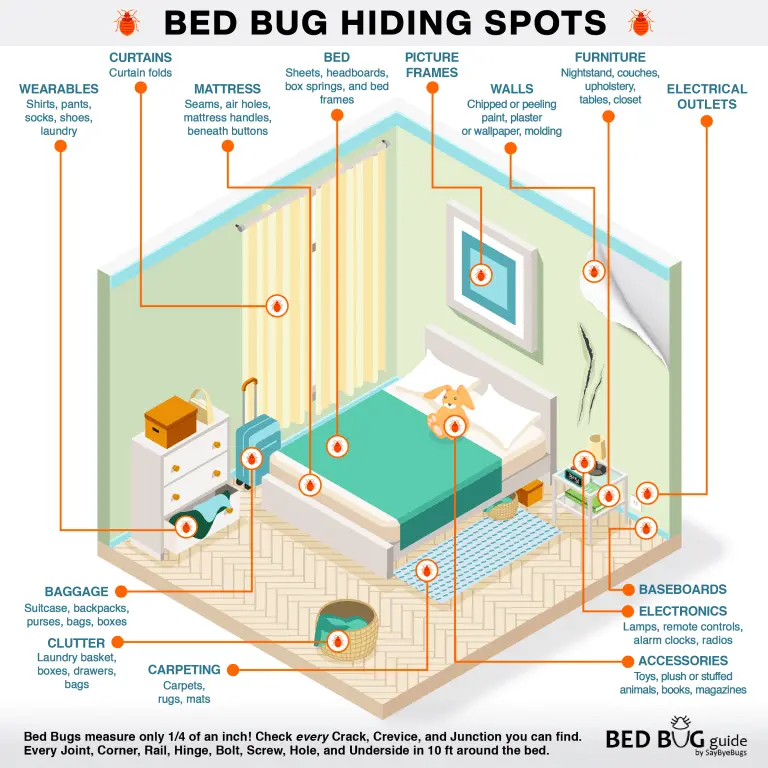 bed-bug