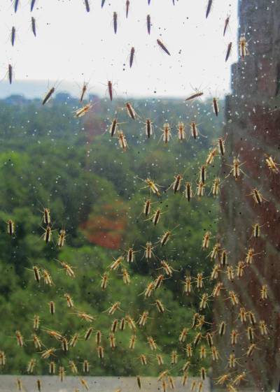 mosquitoes in the yard